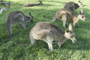 Australien 2011